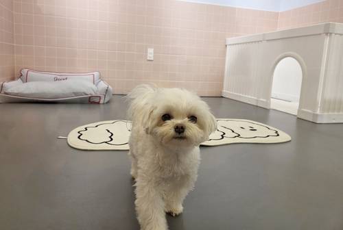 청주 애견호텔  촬영 천경환 기자