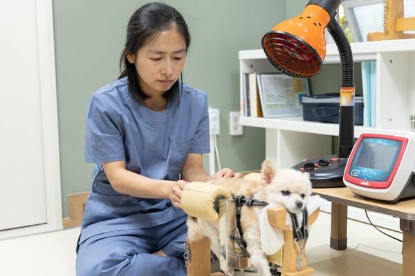 최혜숙 침치료 인증 수의사.<월드펫동물병원 제공>