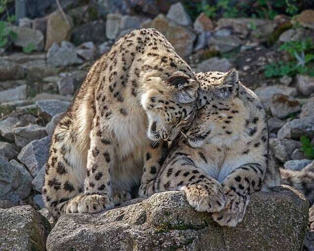 독일 카를스루에 시립동물원에서 사육 중인 눈표범들. 위키미디어코먼스 제공