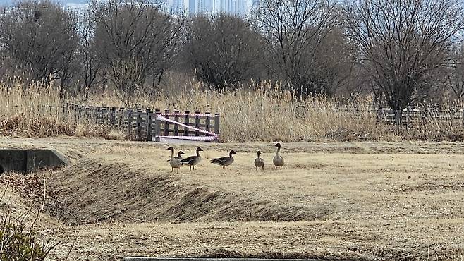 부산 강서구 대저생태공원의 한 풀밭에 큰기러기들이 모여 있다. 김영동 기자