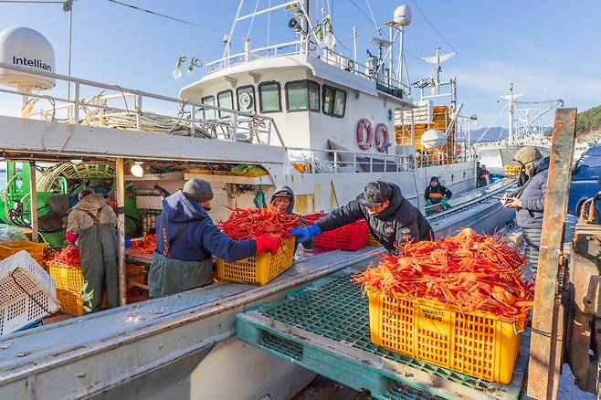 Snow crab fishermen unload containers of freshly-caught snow crabs in Uljin, North Gyeongsang, on Jan. 30. [GNC 21]