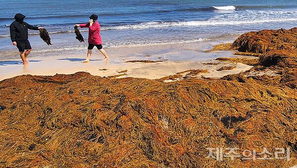 괭생이모자반 ⓒ제주의소리 자료사진