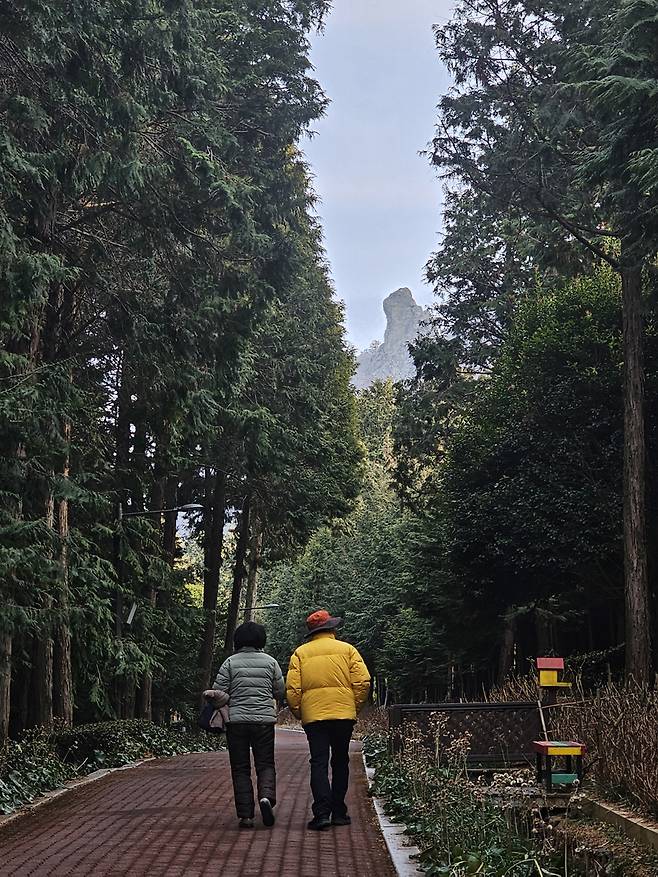 ◇정남진 편백숲 우드랜드는 장흥군의 대표 웰니스관광지 중 하나다. 피톤치드를 즐기는 동시에 천관산의 며느리봉(사진 내 봉우리)을 비롯해 다양한 볼거리가 가득하다. 사진=김세형