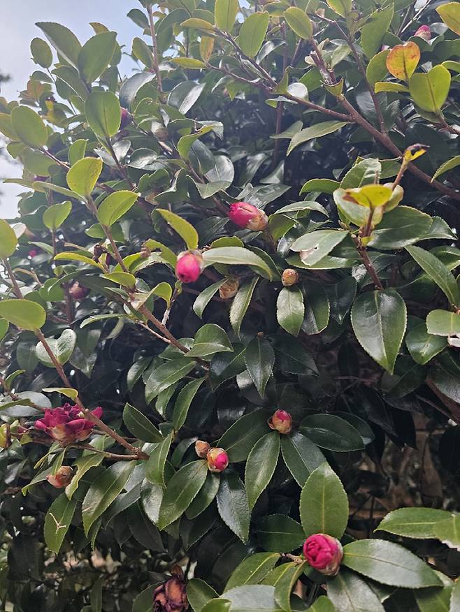 ◇정남진 편백숲 우드랜드는 편백나무숲을 중심으로 다양한 나무가 있고, 2월 봄을 앞두고 동백나무가 꽃을 피우고 있다.  사진=김세형