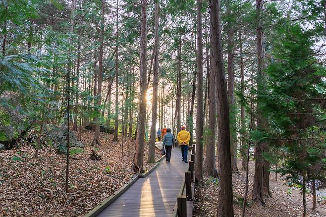 ◇정남진 편백ㅂ숲 우드랜드는 데크길 조성을 통해 념녀노소 편안하게 즐길 수 있도록 했다. 사진=지엔씨21