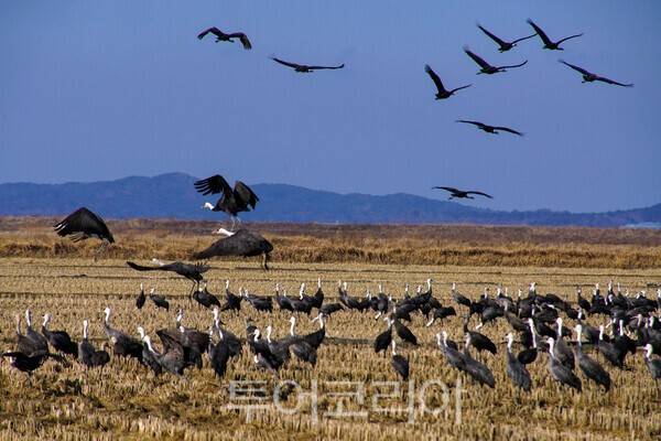 천수만 인근 농경지에서 먹이 활동을 하는 흑두루미/사진-투어코리아 유지훈 기자