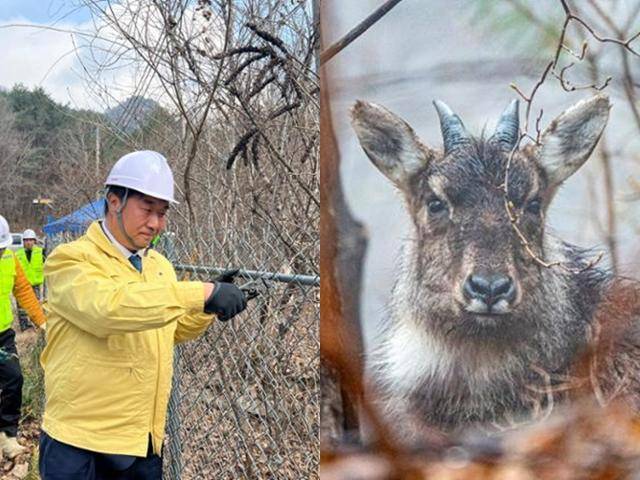 이기헌(왼쪽) 더불어민주당 의원이 지난해 11월 ASF 차단 울타리 능형망을 절단기로 끊어내고 있는 모습. ASF 울타리는 산양 폐사의 주원인으로 지목됐다. 고은경 기자·국립공원을지키는시민의모임 제공