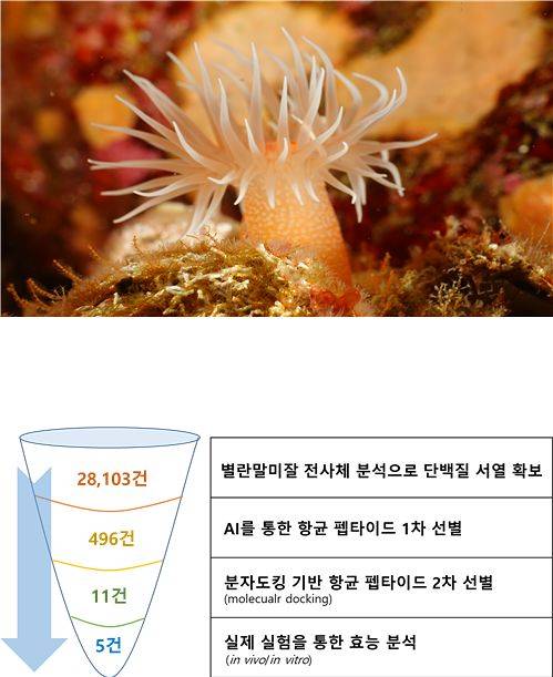 국립호남권생물자원관 섬야생생물소재 선진화연구단 소속 송하연 책임연구원 연구팀과 조남기 전남대 약학과 교수팀, 인실리코젠 펩타이드 연구팀, 한국식품연구원 기능성플랫폼연구단 소속 유귀재 박사 연구팀 등 4개 연구진이 AI기술을 활용해 섬 야생생물인 별란말미잘로부터 신약 후보물질을 찾아내는 과정. [국립호남권생물자원관]