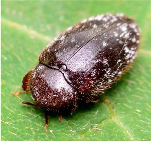 주로 열대 지역에 사는 거북딱정벌레가 기후변화의 영향으로 한국에서도 확인됐다. 국립생물자원관 제공