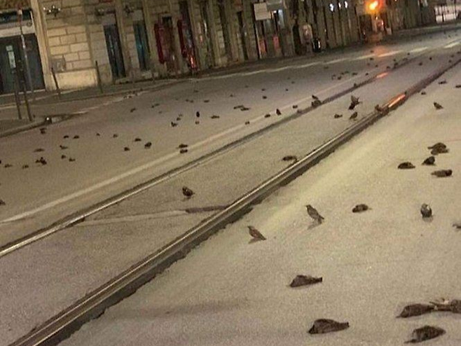 2021년 1월 이탈리아 로마에서 새해 불꽃놀이 후 떼죽음을 당한 새들 [엑스(구 트위터)]