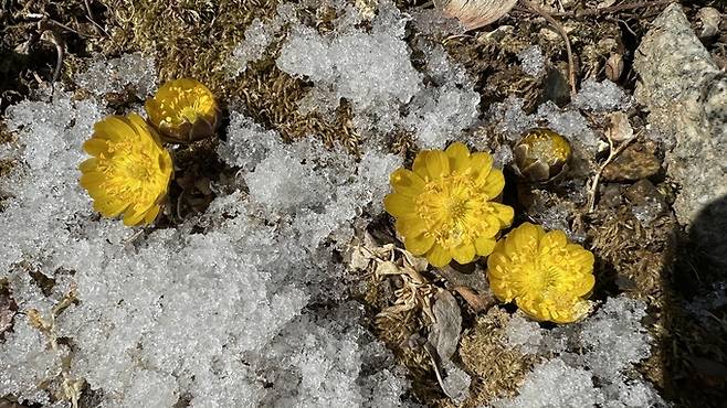 ▲ 최근 소백산 일대에서 복수초가 꽃을 피우기 시작했다