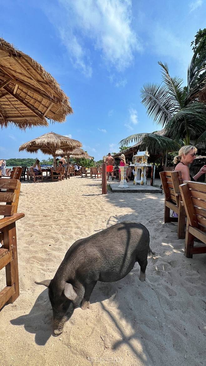 사진-코코사무이