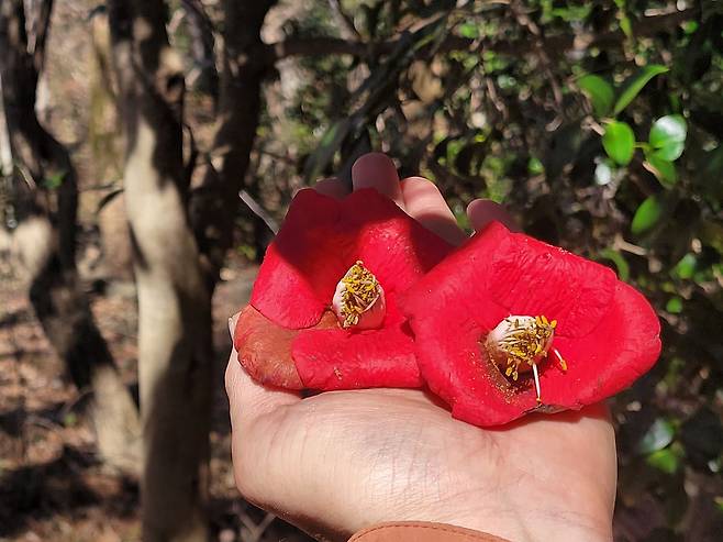 남구의 숲길에서 만난 동백꽃. 추위를 이기고 붉은 등처럼 환한 꽃을 피웠다.