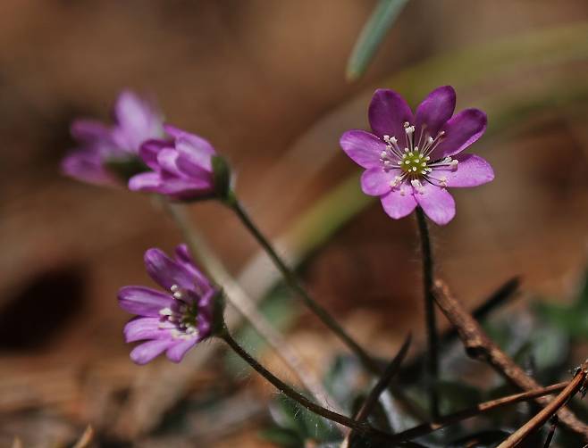 투구봉 가는 능선에서 만난 분홍 노루귀.