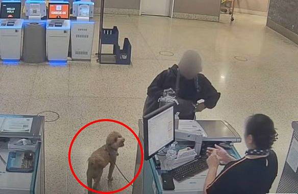 미국 라스베이거스 공항에서 반려견 동반 탑승이 제지되자 혼자 출국을 시도한 20대 여성이 경찰에 체포됐다./사진=라스베이거스 광역 경찰국(LVMPD) 인스타그램