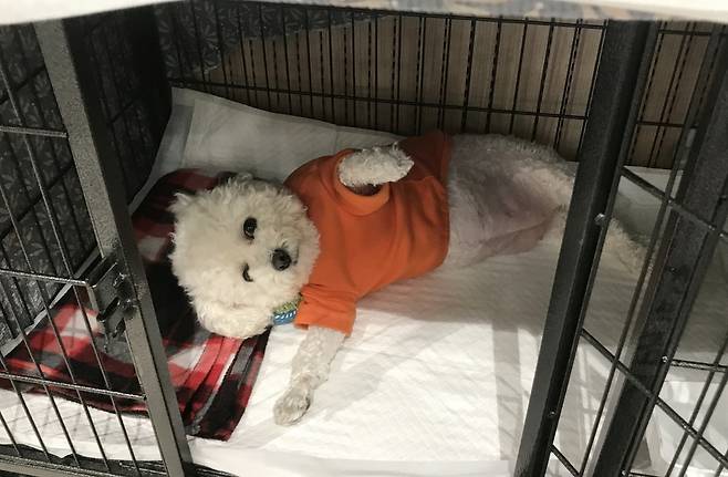 경기 성남에 위치한 동물보호단체 엘씨케이디에서 보호 중인 개(강아지). 지난해 인천 강화군 소재 번식장에서 구조된 후 브루셀라 양성 판정을 받고 현재 격리 보호 중이다(LCKD 제공). ⓒ 뉴스1