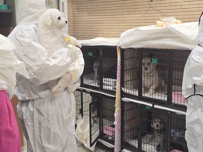 경기 성남에 위치한 동물보호단체 LCKD에서 브루셀라 양성 판정을 받은 개들을 격리 보호하는 모습(LCKD 제공) ⓒ 뉴스1