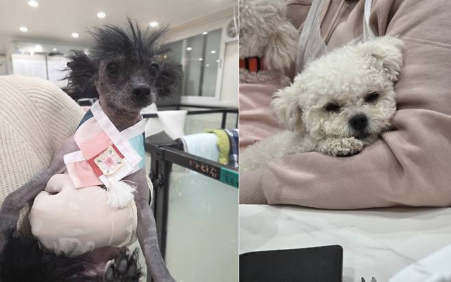 지난해 8월 인천 강화군 소재 번식장에서 구조된 후 브루셀라 양성 판정으로 격리 중인 보호견들(LCKD 제공) ⓒ 뉴스1