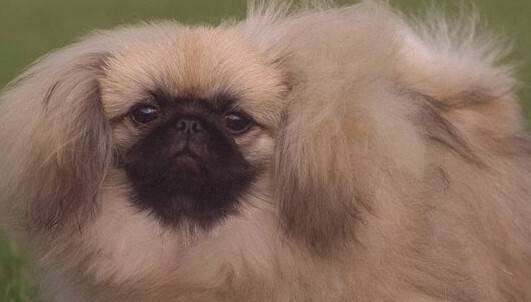 그동안 ‘단두종 증후군’이 자주 발생하는 견종으로 여겨져 온 퍼그, 불도그, 프렌치 불도그 이외에도 페키니즈, 재패니즈 친, 시추 등 12개 견종도 호흡 질환 위험이 큰 것으로 나타났다. 게티이미지뱅크