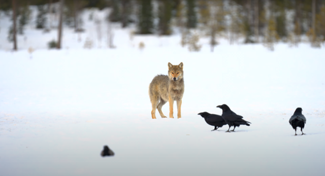 늑대가 가는 곳에는 항상 까마귀가 있다. 과거에는 까마귀가 단순히 사체의 일부를 가로채는 것으로 생각했으나, 최근 연구 결과에 따르면 두 종의 사냥 협력으로 보는 시각이 우세하다. ©위키미디어 코먼스