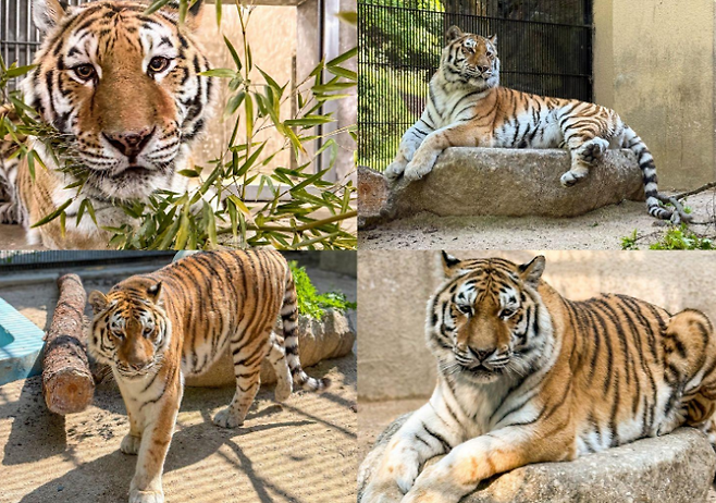 미호. 서울대공원 제공