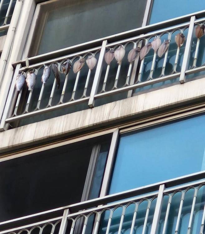 경기도의 한 아파트 윗집 베란다에서 생선을 말리는 모습. 지역 기반 커뮤니티 당근마켓 ‘동네생활 게시판’ 캡처