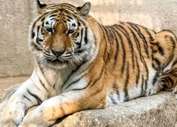 호랑이 미호. 서울대공원