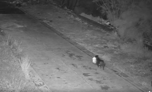 쓰레기 봉투 물고 가는 개가 CCTV에 포착된 모습 [카타니아 시당국 페이스북 계정 캡처. 재판매 및 DB 금지]