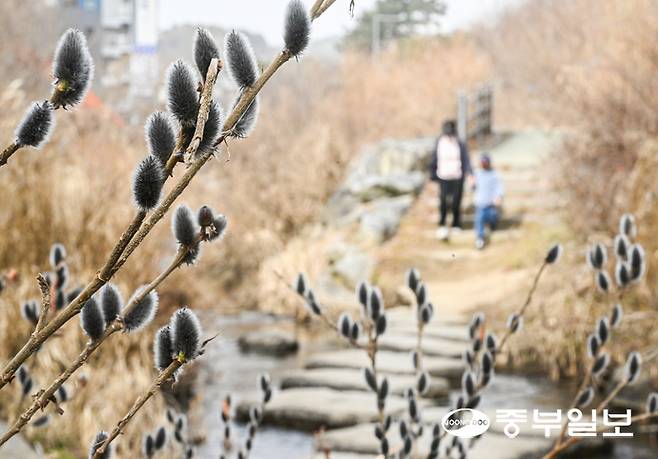 경기도 낮기온이 10도 이상 올라가며 포근한 날씨를 보인 22일 오후 수원시 영통구 여천 산책로에 피어난 봄의 전령 버들강아지가 봄의 시작을 알리고 있다. 임채운기자