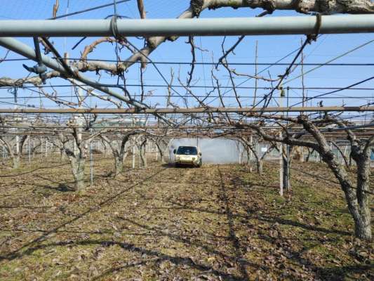 배나무 월동병해충 방제 모습