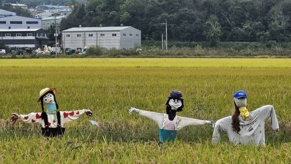 친환경 생태농업을 하는 봉하 들녘의 허수아비. /김석환