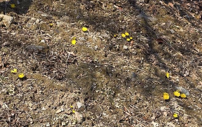 봅의 전령사, 봄이 오기전 가장 먼저 피어나는 복수초가 비로사 둔덕에 군락지를 이루고 있다. 권기웅 기자