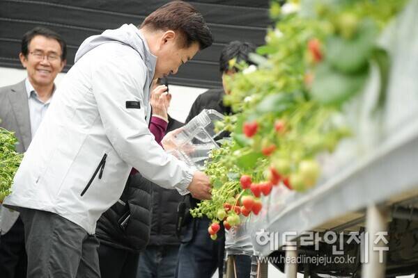 제주 딸기 농가들이 지난 20여 년간 육지에서 구입해 쓰던 모종을 올해부터 제주에서 직접 공급받아 증식해 사용할 수 있게 된다. 사진은 22일 딸기 재배현장을 방문한 오영훈 제주도지사.