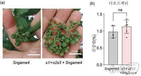 까마중 열매 강화라인에서 대사경로 재배열(KAIST 제공) /뉴스1