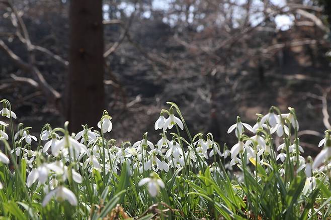 천리포수목원 작은연못 주변에 활짝 핀 설강화. 천리포수목원 제공