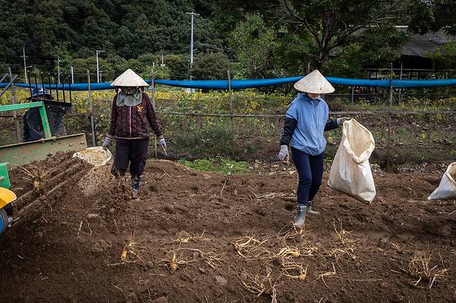 접경지의 인삼밭에서 베트남 출신 이주노동자가 수확 작업을 하고 있다.(2025년 10월)