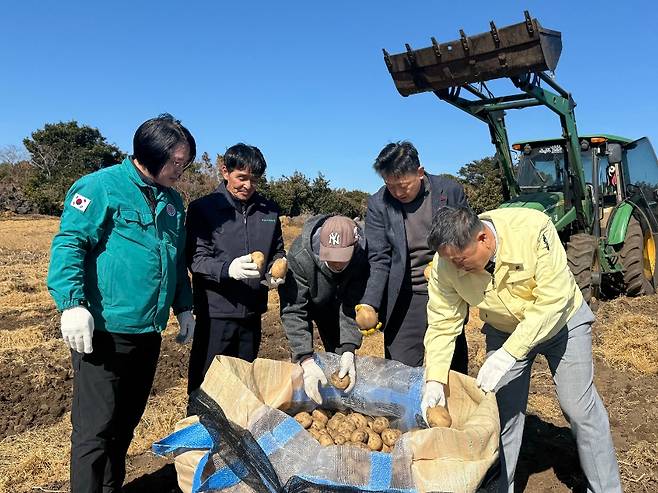 관계자들이 성산읍 온평리 감자 수확 현장을 찾아 작업 상황을 점검하고 있다. (제주농협 제공)