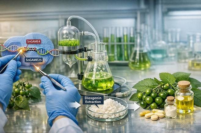 김상규 한국과학기술원(KAIST) 생명과학과 교수와 박순주 경상국립대 교수 공동 연구팀이 ‘까마중’이란 잡초를 스테로이드계 의약품의 핵심 원료인 ‘디오스게닌’으로 생산하는 기술을 개발했다. [사진=KAIST]