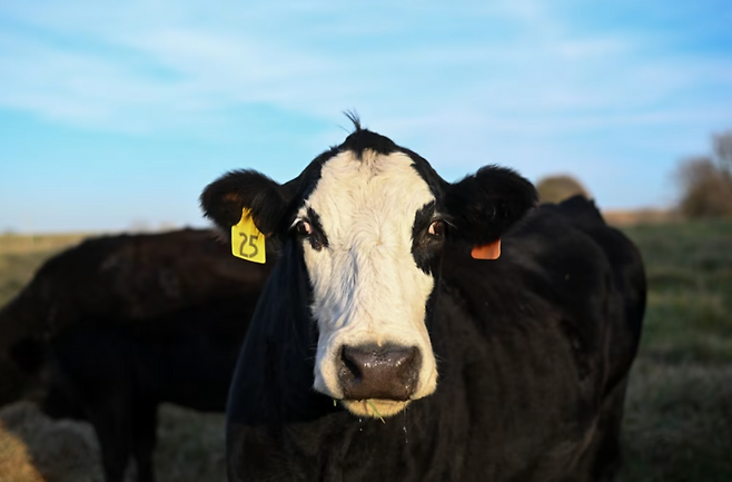 소떼 규모는 몇 년 전부터 줄어들기 시작했다. [WSJ]