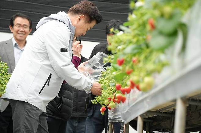 22일&nbsp;오전&nbsp;제주시&nbsp;한경면&nbsp;저지리&nbsp;딸기&nbsp;재배&nbsp;농가에서&nbsp;간담회가&nbsp;열린 가운데 오영훈 제주지사가 딸기 모종을 살펴보고 있다. 제주도 제공