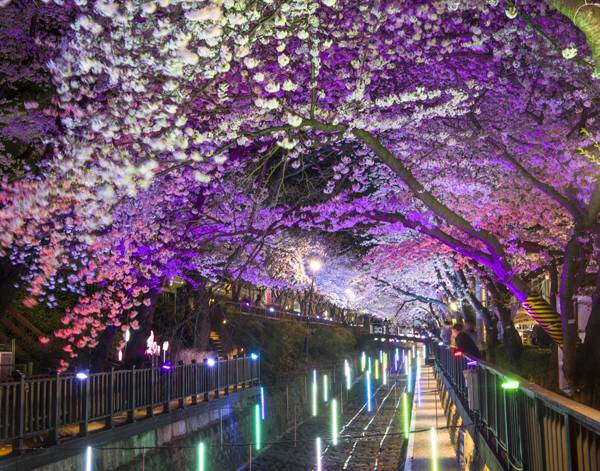 진해 여좌천 다리에서 바라보는 경관 조명 모습. 하천 양옆으로 벚꽃 터널이 조성돼 있다.