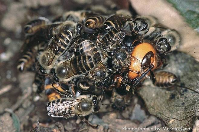 일본 꿀벌들이 장수말벌을 둘러싸고 열 공격을 하는 모습. 꿀벌이 비행 근육을 진동하면 안쪽 온도가 47도까지 올라가 장수말벌을 익혀 죽일 수 있다./일본 다마가와대