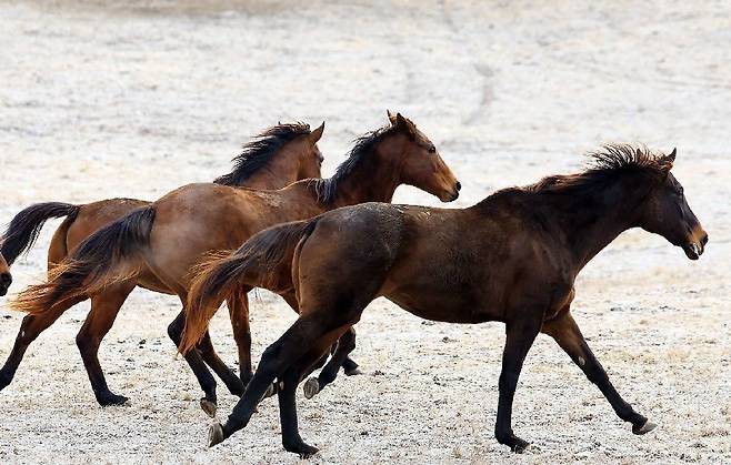 힘차게 질주하는 말 무리. 말은 고대 세계 문명의 ‘인터넷’이었다. 사진 출처 동아일보DB