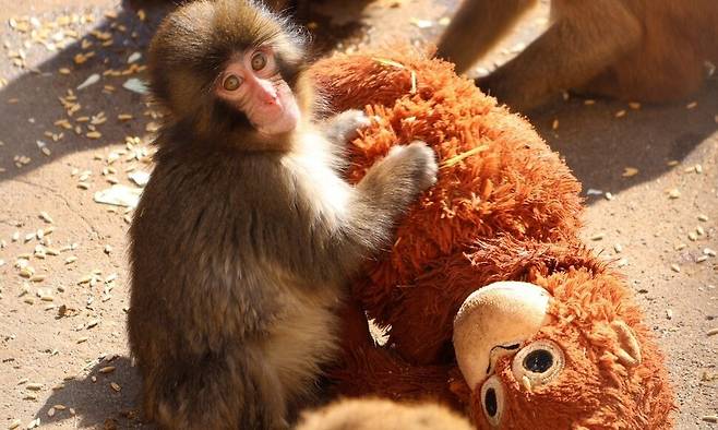 어미에게 버려진 일본원숭이 ‘펀치’가 오랑우탄 인형에게 의지하는 모습이 화제가 됐다. 이치가와시 동식물원 엑스(X) 갈무리