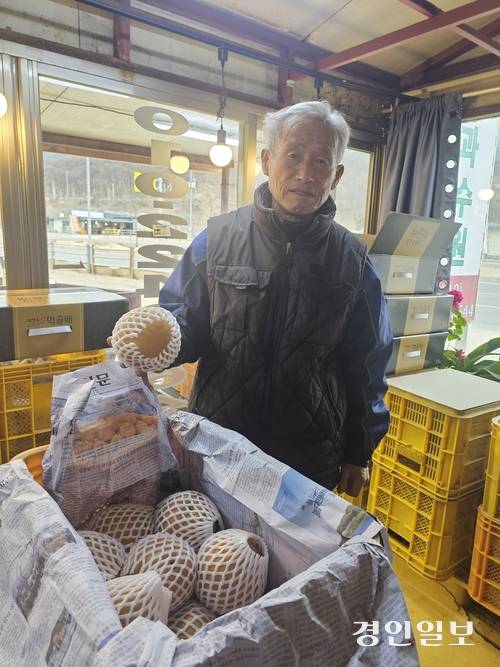 남양주 별내면에서 40년째 먹골배 농사를 하고 있는 이용우(85)씨가 수확한 배를 판매하기위해 배를 선별하고 있다. 2026.2.24 남양주/이종우기자 ljw@kyeongin.com