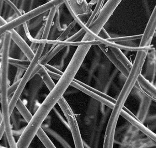 ▲섬유 형태의 미세플라스틱 현미경 사진.  (자료=A. Rangrazi,  Scientific Reports, 2026)