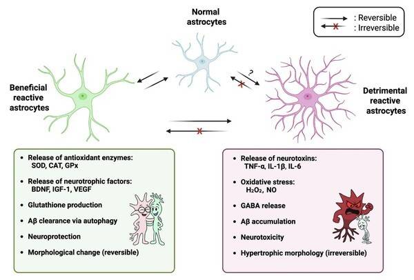 The rise of astrocytes_ are they guardians or troublemakers of the brain disorder? Exp Mol Med (2026)