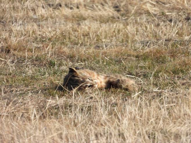 김제시 진봉면 심포리 일대서 확인된 삵 사체. (사진 제보자 제공)/뉴스펭귄