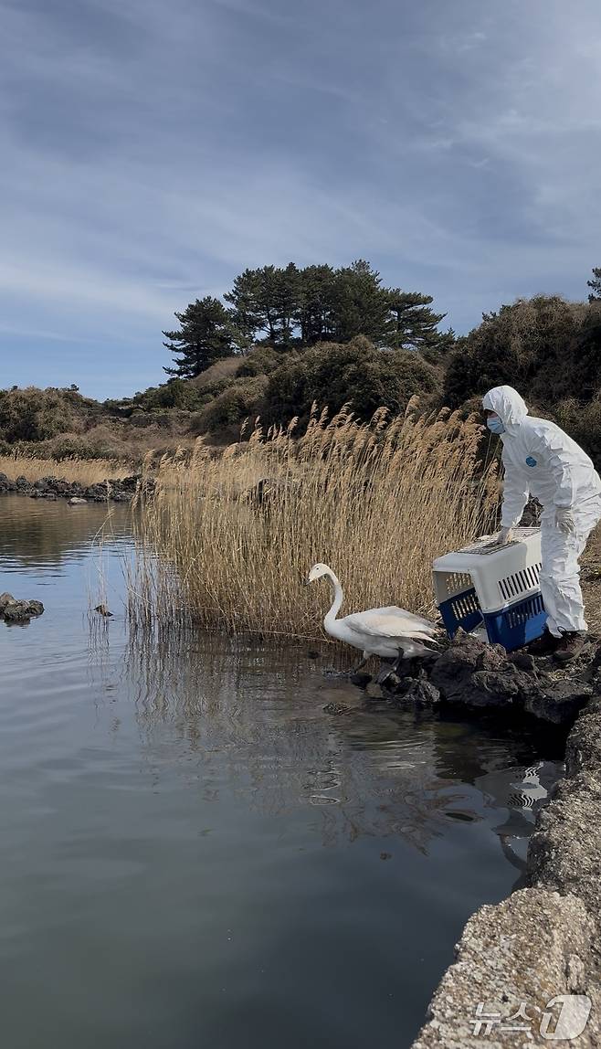 서식지에 방사되는 큰고니(제주소방안전본부 제공. 재판매 및 DB금지)/뉴스1