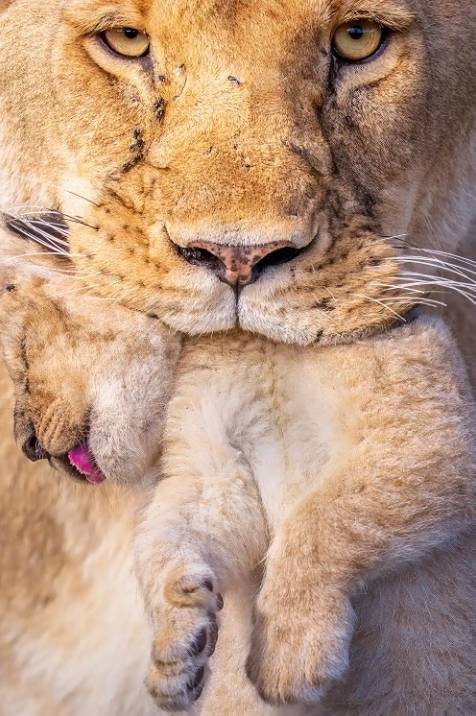 2026 세계 자연 사진 어워즈